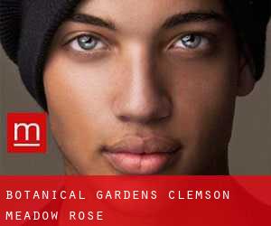 Botanical Gardens Clemson (Meadow Rose)